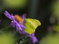 Gonepteryx rhamni - Brimstone butterfly September Autumn