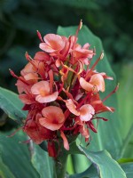 Hedychium deceptum Red Hardy Ginger Lily  September Autumn