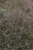 Limonium latifolium broad leaved statice