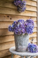 Blue purple Hydrangeas displayed in metal bucket on painted table  with secateurs and string against a wooden background with bunch of hanging Hydrangeas