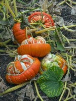 Turban Squash or Turk's Turban  ripe fruit in Autumn September