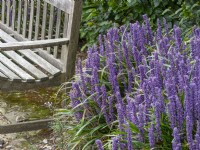 Liriope muscari Lily turf and seat  Autumn  September
