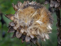 Cynara cardunculus  Globe artichoke or Cardoon Thistle  seed head in Autumn September