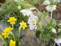 Helleborus orientalis Cinderella, spring March