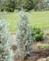 Juniperus scopulorum Erecta Glauca, spring May