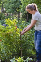 Woman placing cane support to red currant bush.