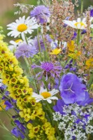 Bunch of wildflowers containing daisies, campanula, verbascum, field scabies,, sorrel, buttercups and and knapweed.