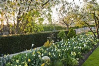 Yellow - white themed border with daffodils, tulips and Fritillaria persica.