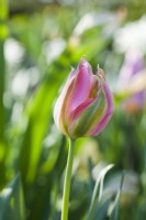 Tulipa viridiflora ' Virichic'.