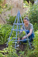 Woman planting container grown climbing rose in bed next to wigwam support.