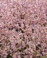 Leptospermum scoparium Apple Blossom, spring April
