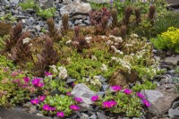 Mixed Sedum - Stonecrop plants including Sedum album - White Stonecrop in rock border in summer.
