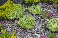 Sedum - Stonecrop plants including Sedum sexangulare - Tasteless Stonecrop in river stone border in summer.