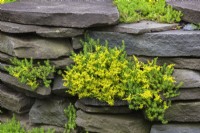 Sedum sexangulare - Tasteless Stonecrop plants growing through cracks in raised stone edged border in summer.
