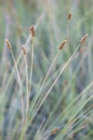 Seedheads of blue grass Sesleria nitida