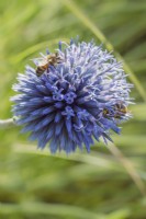 Echinops bannaticus 'Blue Glow', globe thistle, with honey bees, Apis mellifera