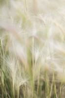 Hordeum jubatum, foxtail barley