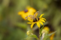 Rudbeckia fulgida 'Little Goldstar',
black-eyed Susan, with meadow brown butterfly, Maniola jurtina