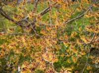 Hamamelis x intermedia Orange Peel, spring March