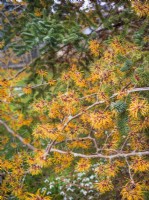 Hamamelis x intermedia Orange Peel, spring March