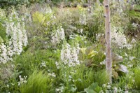 White border with Digitalis purpurea 'Camelot Cream', grasses, Astrantia and Betula.