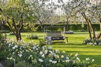 Orchard garden with swing bench on lawn surrounded with white - yellow themed borders of tulips and daffodils.
