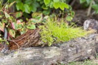 Moss growing on the end of a piece of driftwood