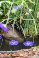 Geranium flowers floating in pond