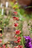 Penstemon barbatus Hybride, summer August