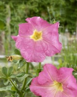 Petunia grandiflora Rose Morn, summer June