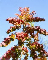 Pistacia chinensis, spring May
