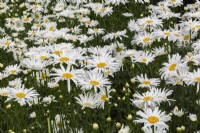 Leucanthemum x superbum 'Snow Lady' - Shasta Daisy in summer.