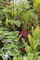 Hosta Shade Fanfare', Canna - Indian Shot, Solenostemon - Coleus, Cyperus papyrus - Egyptian Paper Rush in mixed border in summer.
