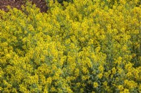 Genista tinctoria - Dyer's Greenweed in summer.
