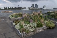 Amsterdam The Netherlands
Raised beds planted with prairie-style combinations of ornamental grasses and pollinator plants, planted to green up public space throughout the city.