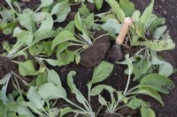 Digitalis purpurea - Self seeded Foxglove plants been dug up for replanting