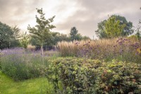 'Wilderness' area of new garden with Acer campetre hedging and Crateagus monogyna 'Albiplena' with block planting of Verbena bonariensis and Calamagrotis x actufolia 'Karl Forster'