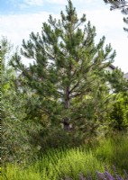 Pinus cembra, spring May
