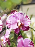 Phalaenopsis Magic Art, spring April