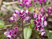 Phalaenopsis Chia E Yenlin, spring March