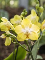 Phalaenopsis Sogo Banana, spring April