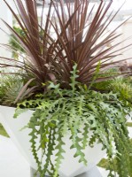 Plant container with succulents and Cordyline, summer June