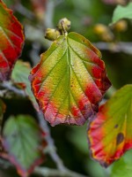 Autumn leaves of Hamamelis vernalis Amethyst Autumn