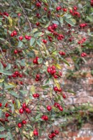 Rosa rubrifolia with rosehips
