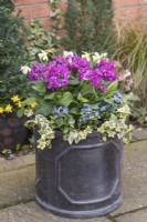 Primula 'Pretty Polly Deep Lilac' planted in a faux lead container with variegated ivy, forget-me-nots and dwarf narcissus. March