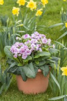 Primula 'Pretty Polly Soft Pink' planted in a spring container on lawn with naturalised narcissus. March