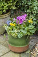 Primula 'Pretty Polly Deep Lilac' planted in a container with variegated ivy, hebe, Narcissus 'Tete a Tete and blue dwarf irises. March
