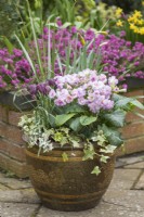Primula 'Pretty Polly Soft Pink' planted in a spring container with Fritillaria meleagris,variegated ivy and narcissus. March