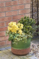 Primula 'Pretty Polly Buttercream' planted in a spring container, beside a garden gate, with variegated ivy and euonymus. March