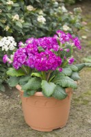 Primula 'Pretty Polly Deep Lilac' planted in a spring container beside Viburnum tinus. March